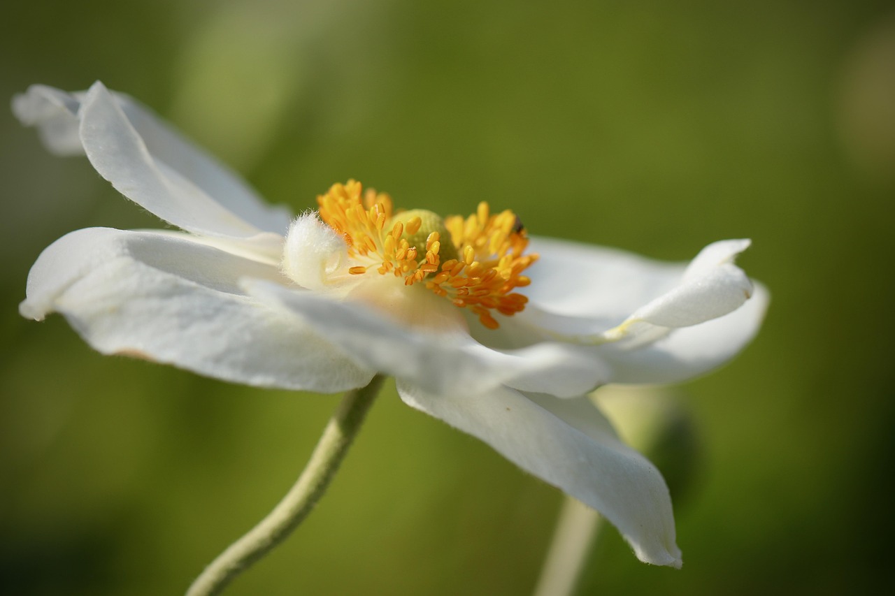 Best Plants for Creating a Scented Outdoor Space